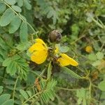 Senna didymobotrya Blüte