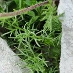 Achillea atrata Blatt