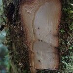 Duboscia macrocarpa Corteza