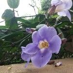 Thunbergia grandiflora Flower