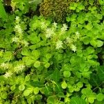 Sedum ternatum অভ্যাস