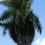 Attalea maripa Leaf