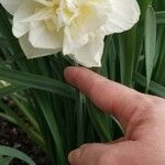 Narcissus spp. Цветок