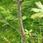 Quercus phillyreoides Kabuk