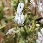 Morina persica Blüte