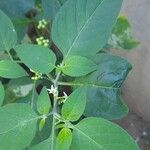 Solanum americanum Leaf