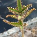 Kalanchoe daigremontiana Leaf