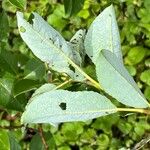 Salix glabra Leht