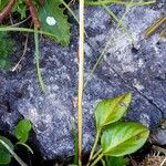 Pyrola rotundifolia Rhisgl