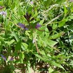 Cleome monophylla Hàbitat