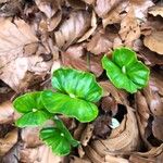 Fagus sylvatica برگ