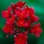 Jatropha integerrima Flor