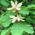 Magnolia hypoleuca Blüte