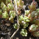 Sedum hirsutum Likasa