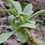 Kleinia galpinii Leaf