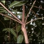 Anthostema aubryanum Bark
