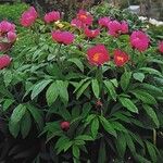 Paeonia peregrina Habitus