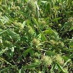 Trifolium squamosum Çiçek