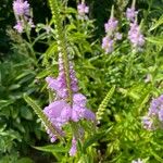 Physostegia virginiana 花