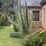 Echium giganteum Kukka