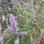 Vitex agnus-castusBlomst