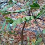 Gleditsia triacanthos叶