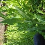 Dipsacus fullonumHostoa