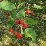 Crataegus coccinea Vaisius