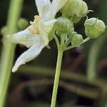 Bryonia cretica Flower