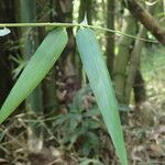 Bambusa vulgaris पत्ता