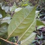 Chrysophyllum pomiferum Leaf