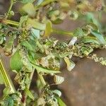 Chenopodium polyspermum Blad