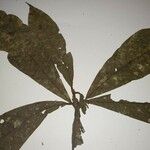Endlicheria multiflora Hoja