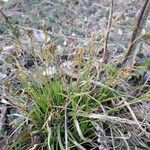 Carex digitata Листок