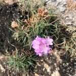 Armeria maritima Blüte