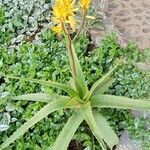 Aloe vera Kvet