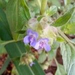 Marsypianthes chamaedrys Blomst