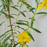 Heimia salicifolia Blomma