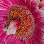 Gerbera jamesonii Sonstige