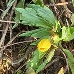 Anemone ranunculoides Blomma