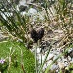 Carex parviflora Fruto