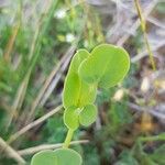 Coronilla scorpioides List