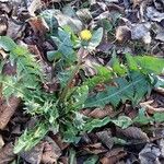 Taraxacum officinale आदत