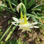 Narcissus triandrus Flower