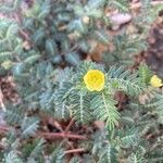 Tribulus terrestris Цвят