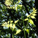 Aralia spinosa Leaf