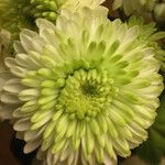 Chrysanthemum indicum 花