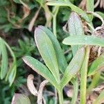 Crithmum maritimum 葉