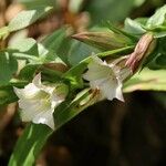 Tripterospermum japonicum Fiore