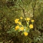 Chrysopsis mariana Flower